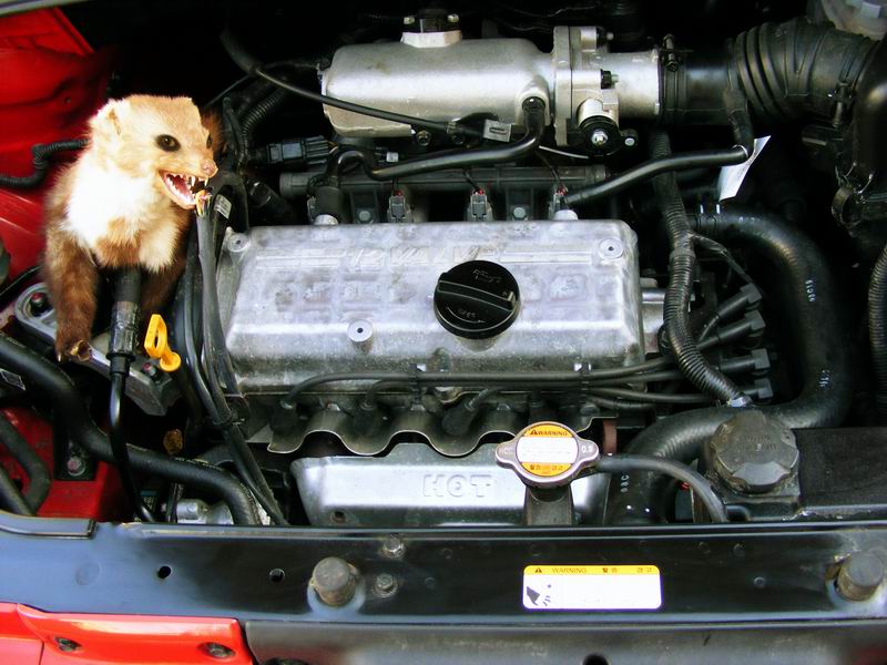 Felliger Marder im Motorraum eines Autos, KFZ-Zubehör für Tuning von CR-Tuning
